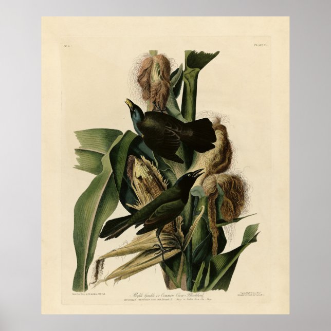 Lila Grakle (Grackle) Audubon's Birds of America Poster (Framsidan)