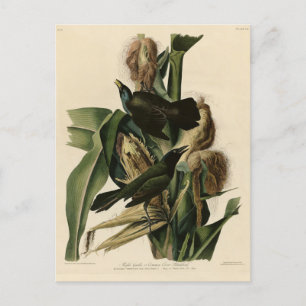 Lila Grakle (Grackle) Audubon's Birds of America Vykort