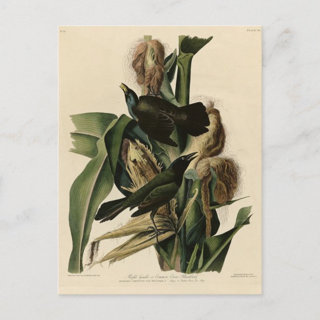 Lila Grakle (Grackle) Audubon's Birds of America Vykort (Framsida)