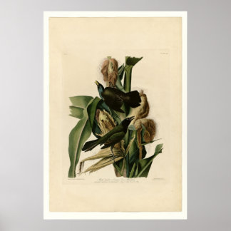 Lila Grakle Poster