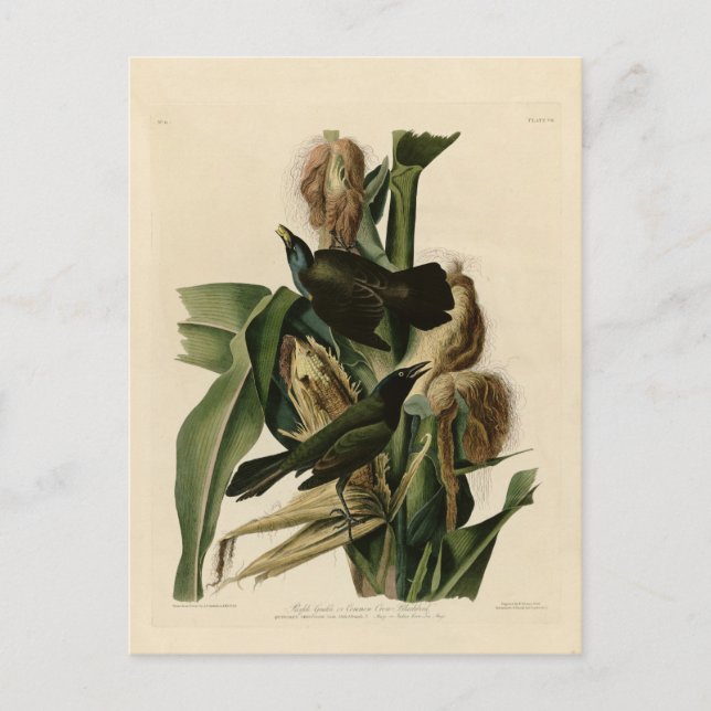 Lila Grakle Vykort (Framsida)