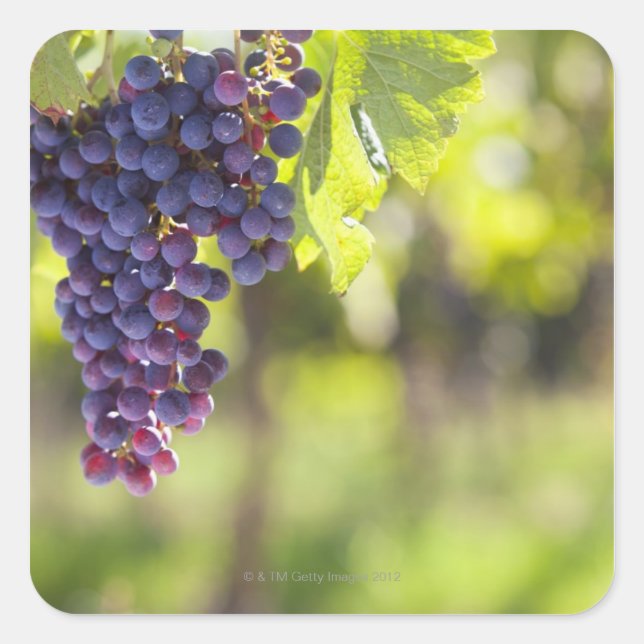 Lila grapevine fyrkantigt klistermärke (Framsida)