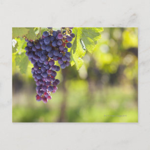 Lila grapevine vykort