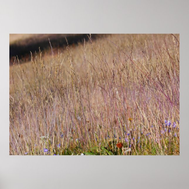Lila gräs och vilda blommor poster (Framsidan)
