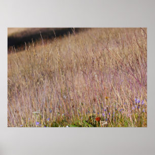 Lila Grass och Wildblommor Poster