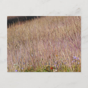 Lila Grass och Wildblommor Vykort