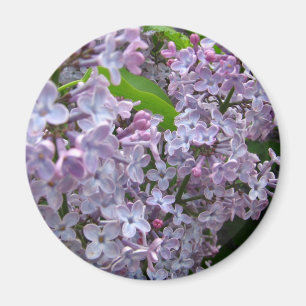 Lila grupper magnet