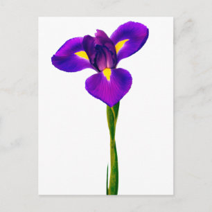 Lila Gult Iris Flower Blommigt Flowers Vykort