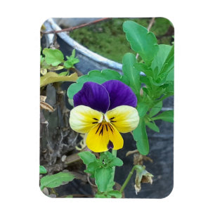 Lila & Gult Pansy Magnet