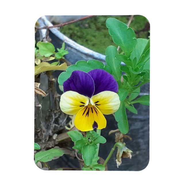 Lila & Gult Pansy Magnet (Vertikal)