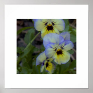 Lila Gult Pansy Photo Poster