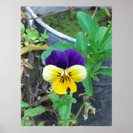 Lila & Gult Pansy Poster