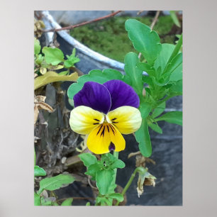 Lila & Gult Pansy Poster