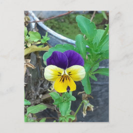 Lila & Gult Pansy Vykort