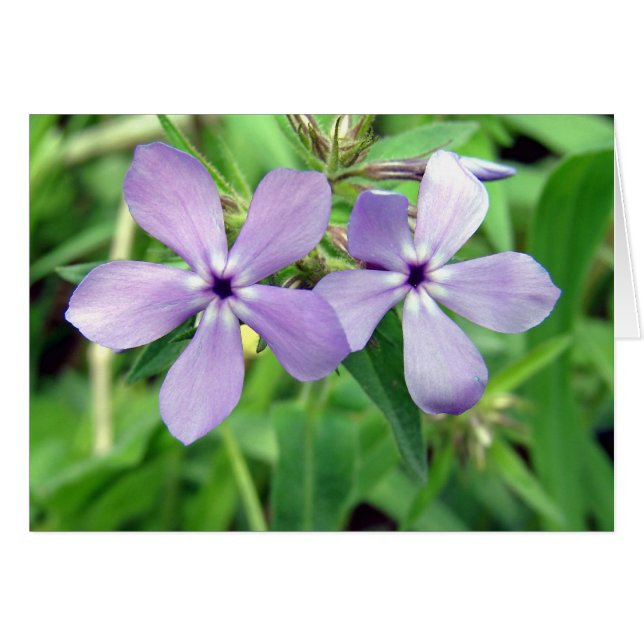 Lila Hälsningskort (Framsidan Horizontal)