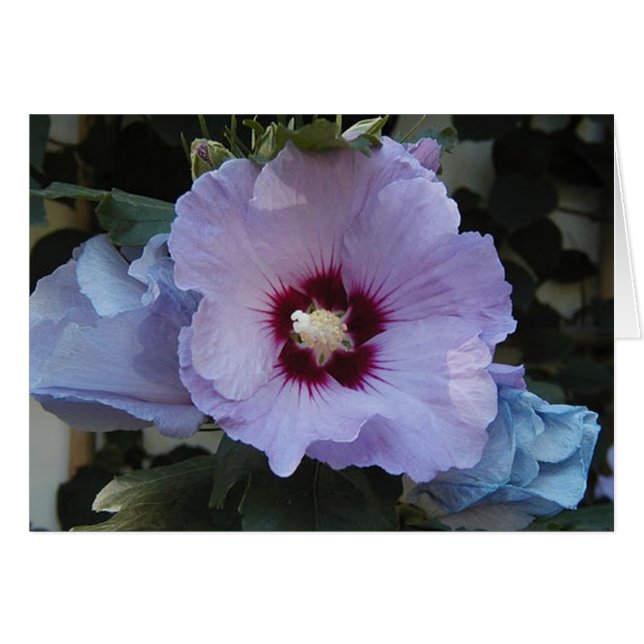 Lila Hälsningskort (Framsidan Horizontal)