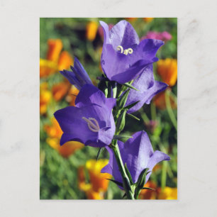 Lila Harebell Flower Vykort