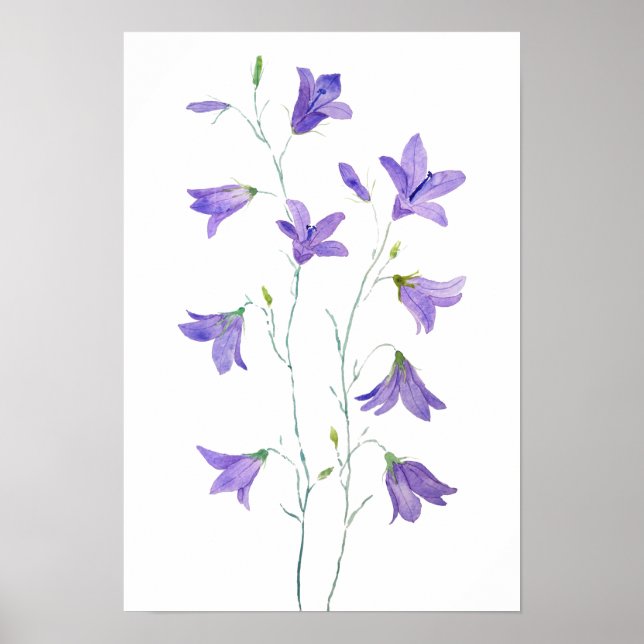 lila Harebell-vattenfärg för vilda blommor Poster (Framsidan)