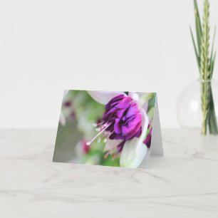 Lila Harely Fuchsia Helgkort