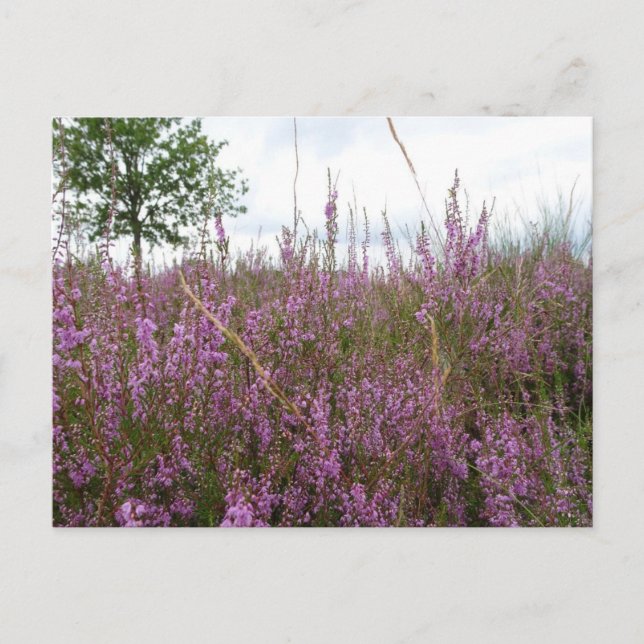 Lila Heath Flowers Ligcape DIY Postcard Vykort (Framsida)