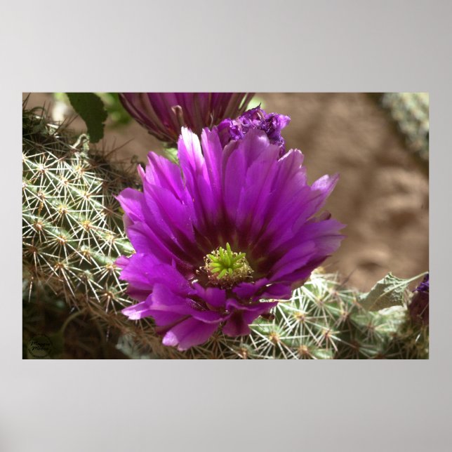 Lila Hedgehog Poster (Framsidan)