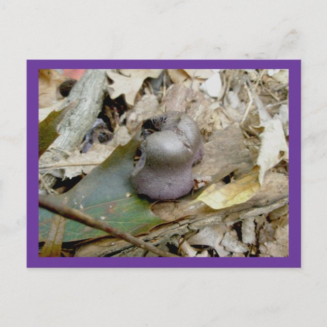 Lila Helmut Mushroom vykort (Framsida)