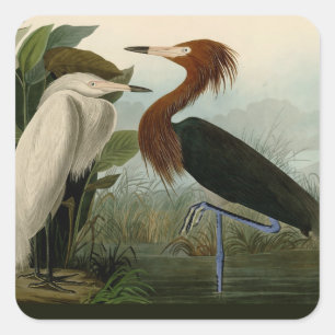 Lila Heron Audubon Bird Wildlife Painting Fyrkantigt Klistermärke