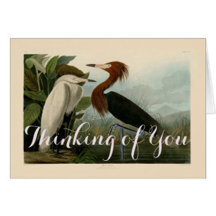 Lila Heron Audubon Bird Wildlife Painting Hälsningskort