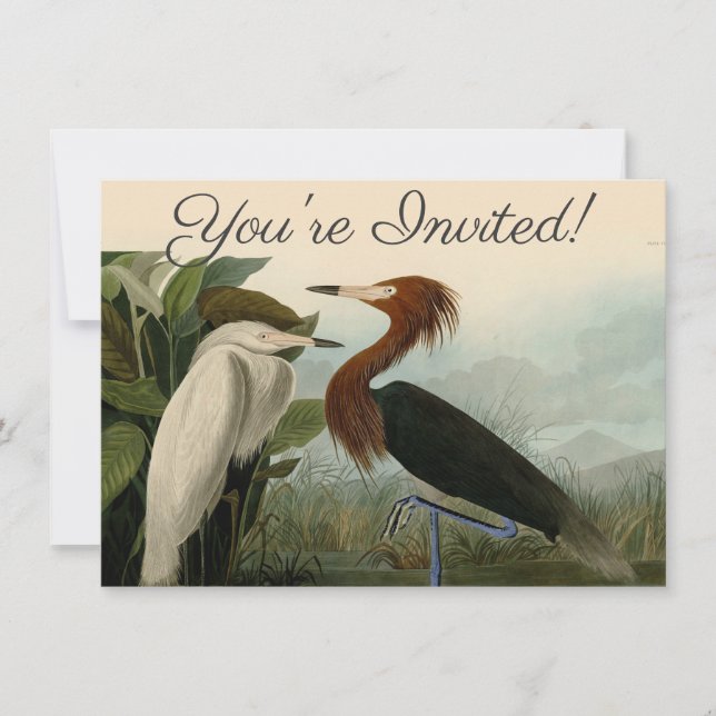 Lila Heron Audubon Bird Wildlife Painting Inbjudningar (Framsida)