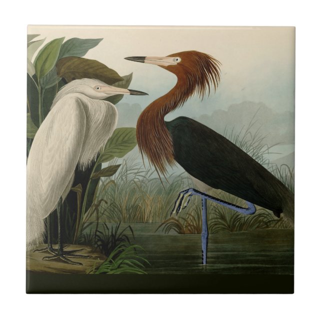 Lila Heron Audubon Bird Wildlife Painting Kakelplatta (Framsidan)
