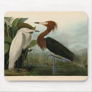 Lila Heron Audubon Bird Wildlife Painting Musmatta