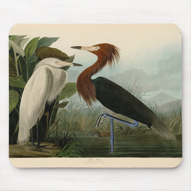Lila Heron Audubon Bird Wildlife Painting Musmatta (Framsidan)