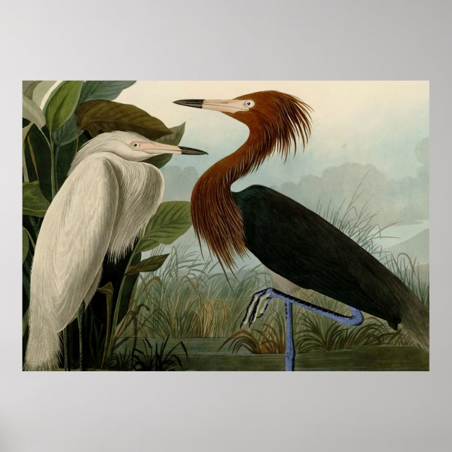 Lila Heron Audubon Bird Wildlife Painting Poster (Framsidan)
