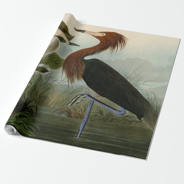 Lila Heron Audubon Bird Wildlife Painting Presentpapper (Utrullad)