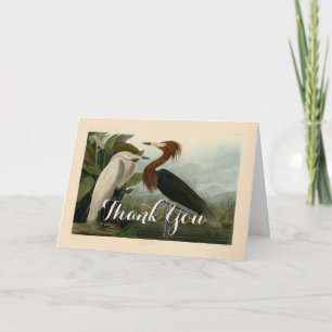 Lila Heron Audubon Bird Wildlife Painting Tack Kort