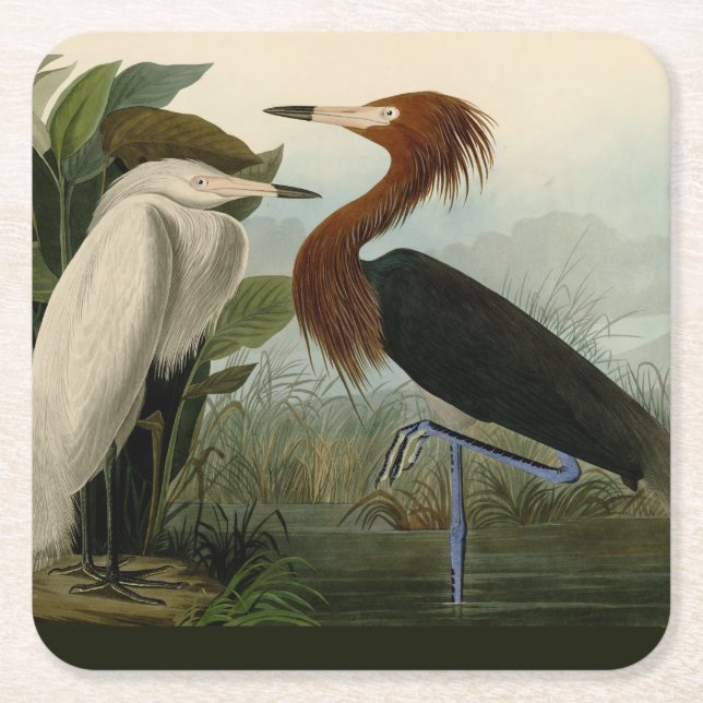 Lila Heron Audubon Bird Wildlife Painting Underlägg Papper Kvadrat (Framsidan)