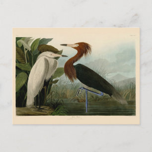 Lila Heron Audubon Bird Wildlife Painting Vykort