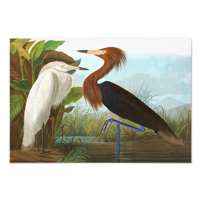 Lila Heron av John James Audubon Fototryck (Framsidan)