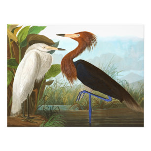 Lila Heron av John James Audubon Fototryck