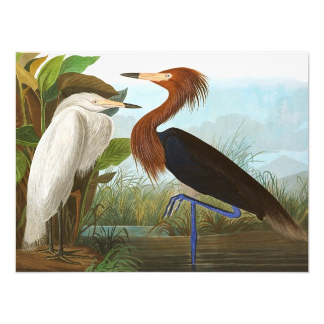 Lila Heron av John James Audubon Fototryck (Framsidan)