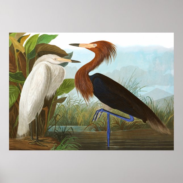 Lila Heron av John James Audubon Poster (Framsidan)