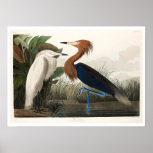 Lila Heron by Audubon Poster