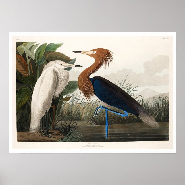 Lila Heron by Audubon Poster (Framsidan)