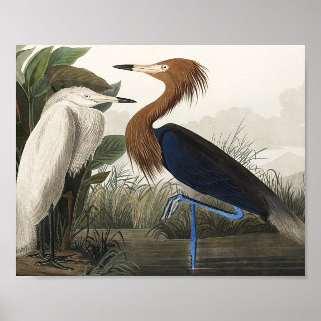 Lila Heron från amerikanska fåglar Poster (Framsidan)