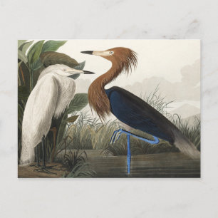 Lila Heron från amerikanska fåglar Vykort