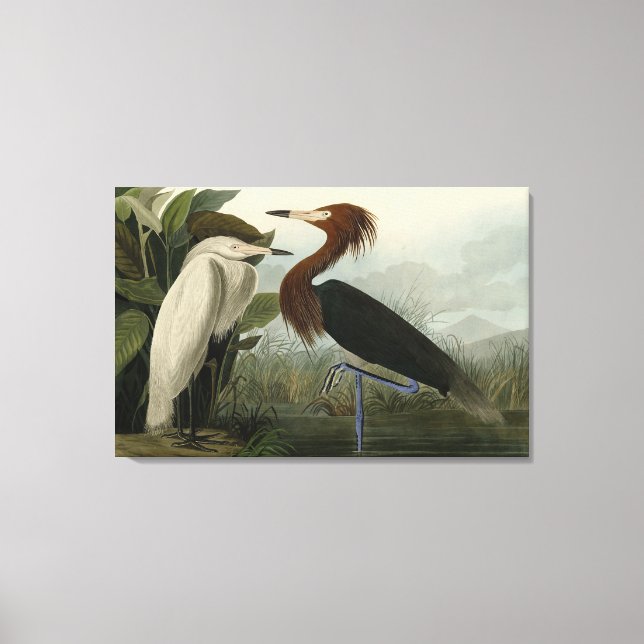 Lila Heron - från Audubon's Birds of America Canvastryck (Framsida)