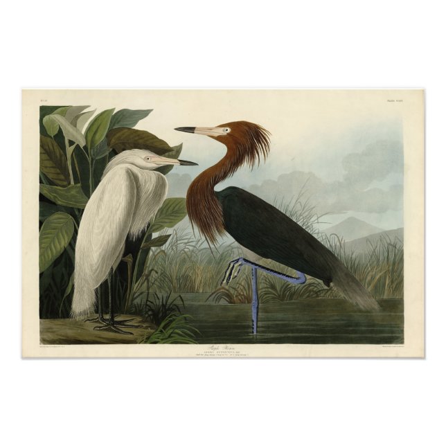 Lila Heron - från Audubon's Birds of America Fototryck (Framsidan)
