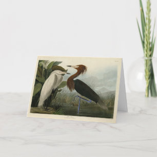 Lila Heron - från Audubon's Birds of America Kort