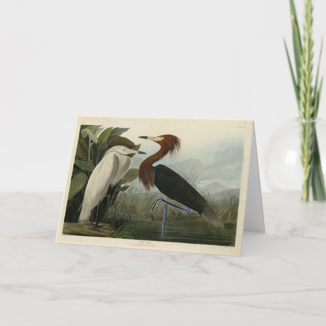 Lila Heron - från Audubon's Birds of America Kort (Framsida)