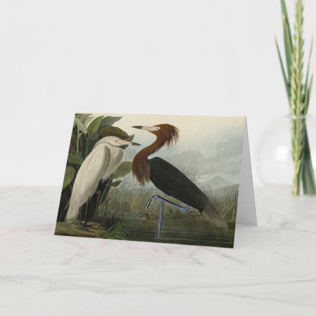 Lila Heron - från Audubon's Birds of America Kort (Framsida)
